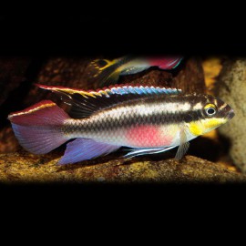 Pelvicachromis pulcher M