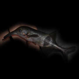 Campylomormyrus rhynchophorus L