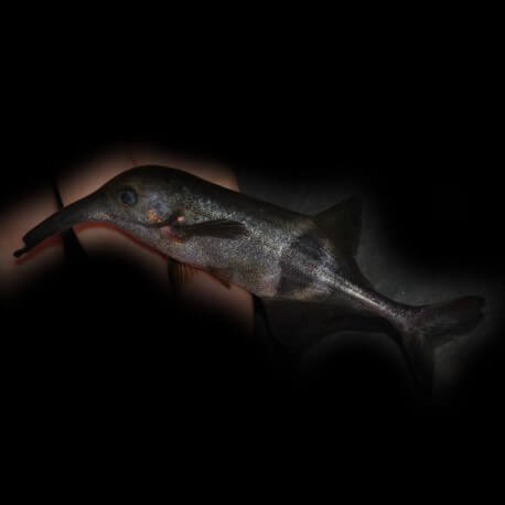 Campylomormyrus rhynchophorus L