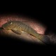 CHAETOSTOMA THOMASI MILESI L148 M/L