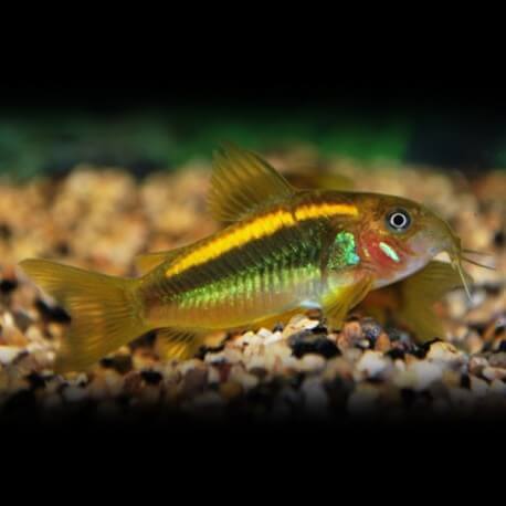 CORYDORAS SP. NEON ORANGE L