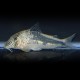 CORYDORAS FOWLERI L