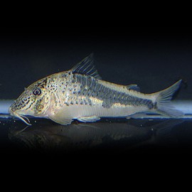 CORYDORAS FOWLERI L