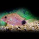 CORYDORAS CAUDIMACULATUS L