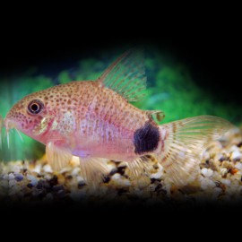 CORYDORAS CAUDIMACULATUS L