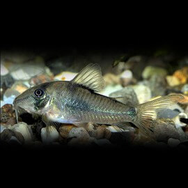 CORYDORAS SEPTENTRIONALIS II L