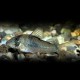 CORYDORAS SEPTENTRIONALIS M