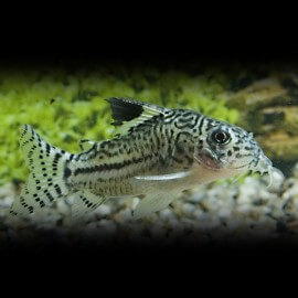 CORYDORAS TRILINEATUS M/L