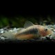 CORYDORAS SCHULZEI M