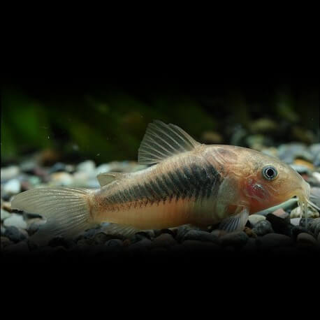 CORYDORAS SCHULZEI M