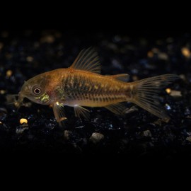 CORYDORAS UNDULATUS P/M
