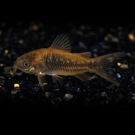 CORYDORAS UNDULATUS P/M