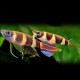 EPIPLATYS / PSEUDEPIPLATYS ANNULATUS M