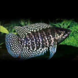 Ctenopoma MICROCTENOPOMA FASCIOLATUM M