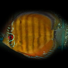 Discus Symphysodon aequifasciatus Nova Olinda Bleu XL