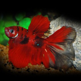 BETTA SPLENDENS KOI MAN L