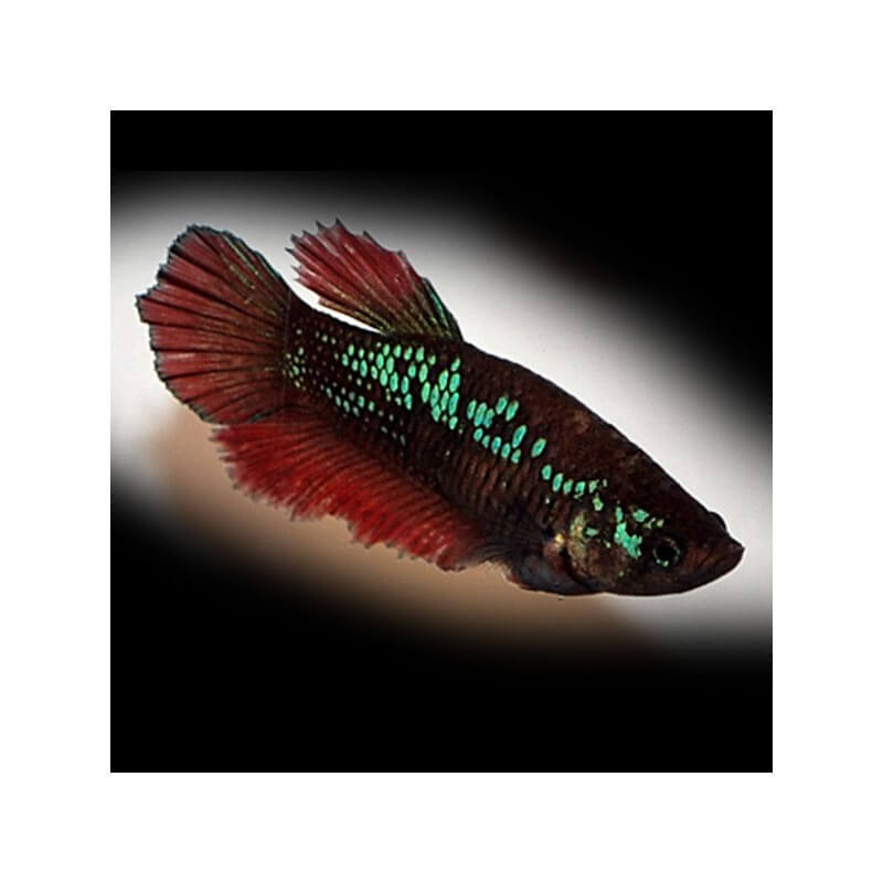 Betta Splendens Femelle halfmoon bleu 12,00 €