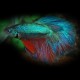 BETTA SPLENDENS ROSETAIL L