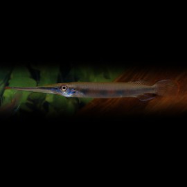 hemirhamphodon Pogonognathus M