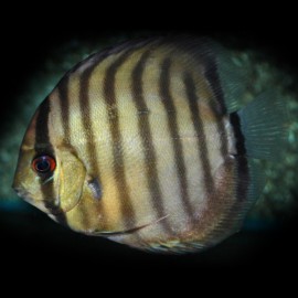 Discus Symphysodon aequifasciatus Perou "rio Nanay"