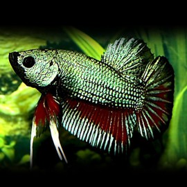 BETTA PLAKAT DRAGON MAN XL