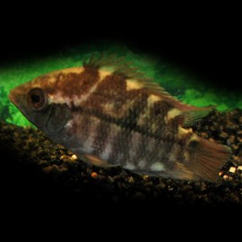 Cichlasoma HYPSELECARA TEMPORALIS P