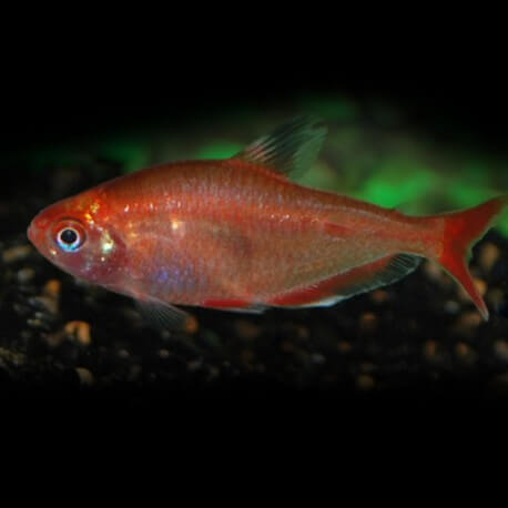 HYPHESSOBRYCON CALLISTUS GOLD M