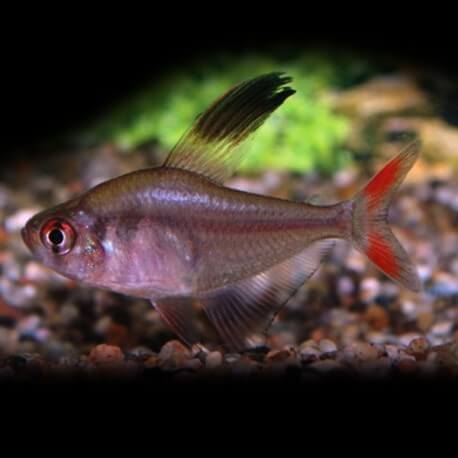 Hyphessobrycon ROBERTSI M