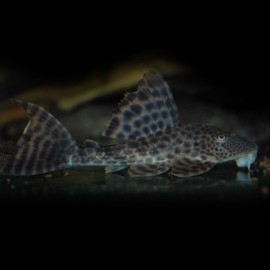 HYPOSTOMUS SP. LDA38 M
