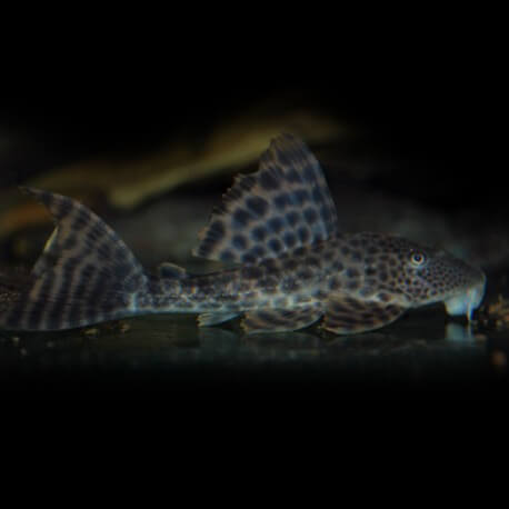 HYPOSTOMUS SP. LDA38 M