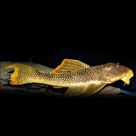 SCOBINANCISTRUS AURATUS L14 XL
