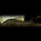 HYPOSTOMUS / SQUALIFORMA VILLARSI L153 L