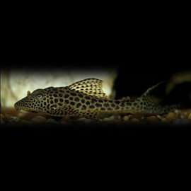 HYPOSTOMUS / SQUALIFORMA VILLARSI L153 L