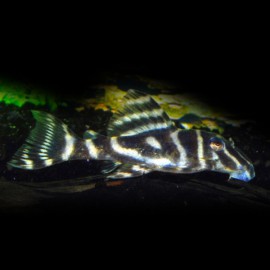PECKOLTIA SP. L129 L