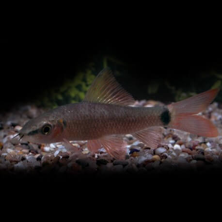 Labeo Frenatus P/M