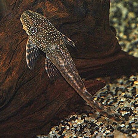 Lasiancistrus sp L092 P