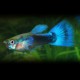 GUPPY MALE TUXEDO BLEU M