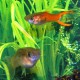 GUPPY ENDLER SCARLET ROUGE M