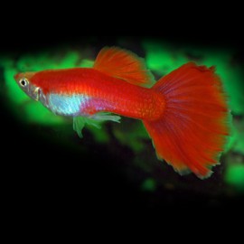 GUPPY FLAMINGO ROUGE M