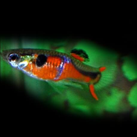 GUPPY ENDLER COFFRE ROUGE MALE/FEMELLE M