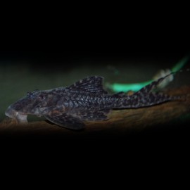 LIPOSARCUS PARDALIS L021 L