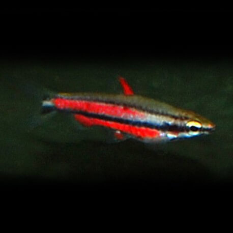 NANNOSTOMUS RUBROCAUDATUS M