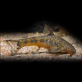 OTOCINCLUS MIMULUS L