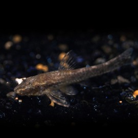 OTOCINCLUS NIGER M
