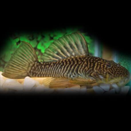PARANCISTRUS L56  M