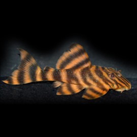 PECKOLTIA SP. L243 M