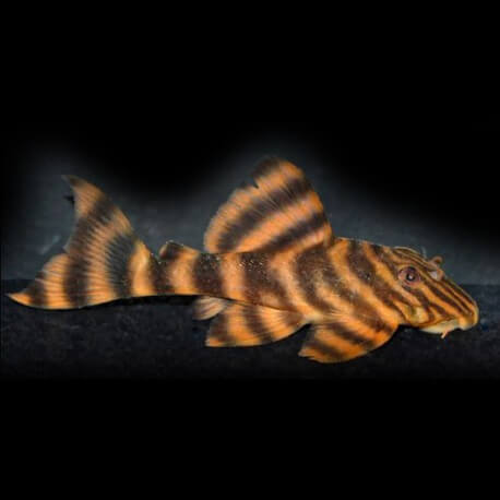 PECKOLTIA SP. L243 M