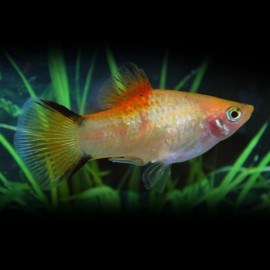 PLATY NEON VICTORY JAUNE M 