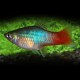 PLATY BLEU QUEUE ROUGE M