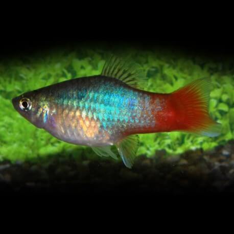 PLATY BLEU QUEUE ROUGE M